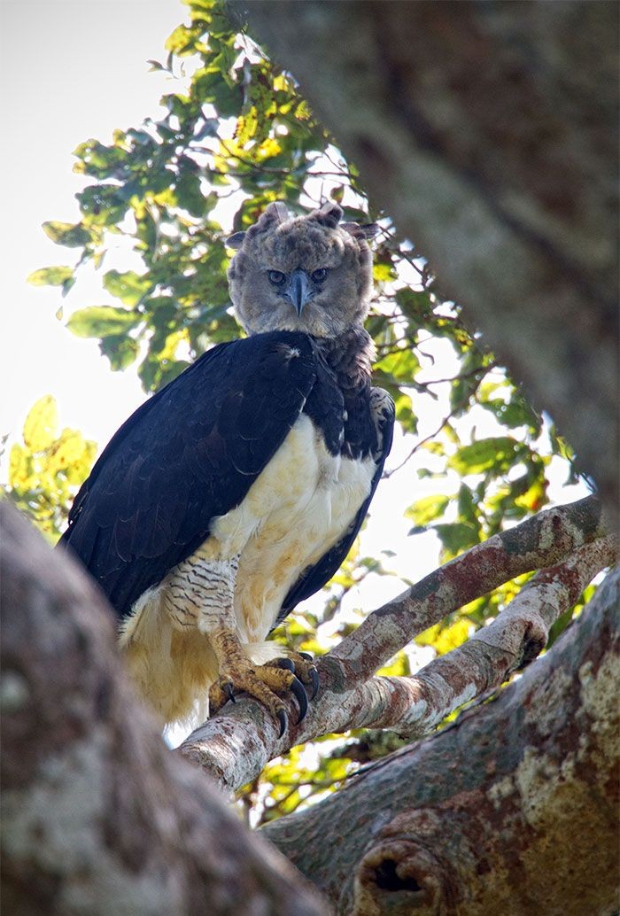 harpy eagle, elang harpy