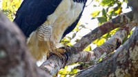 Harpy merupakan burung pemangsa terbesar yang ditemukan di hutan hujan. Foto: via Bored Panda  