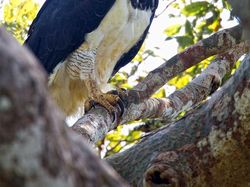Elang Raksasa Sebesar Manusia, Sungguhan Ada