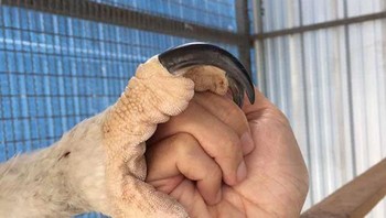 Jika melihat cakarnya bersanding dengan kepalan manusia dewasa, kira-kira terbayang kan sebesar apa burung ini? Foto: via Bored Panda