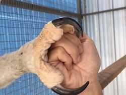 Elang Raksasa Sebesar Manusia, Sungguhan Ada