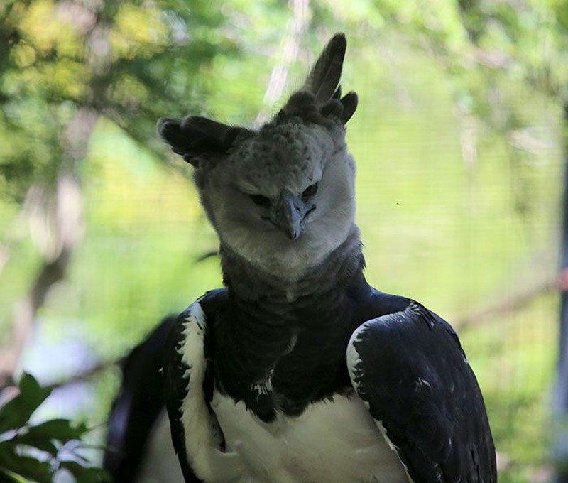 harpy eagle, elang harpy