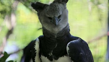 Karena ukurannya besar, banyak yang mengira elang harpy adalah manusia berkostum burung. Wajahnya yang seram membuat sebagian orang takut melihatnya. Foto: via Bored Panda