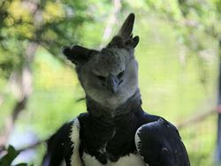 Elang Raksasa Sebesar Manusia, Sungguhan Ada