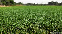 Situ ini seharusnya menjadi penampungan air dalam rangka penanggulangan banjir.