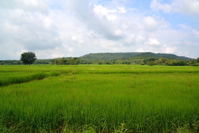 Green landscape of rice fields down Phanom Rung extinct volcano in Nang Rong district, Isan, Thailand