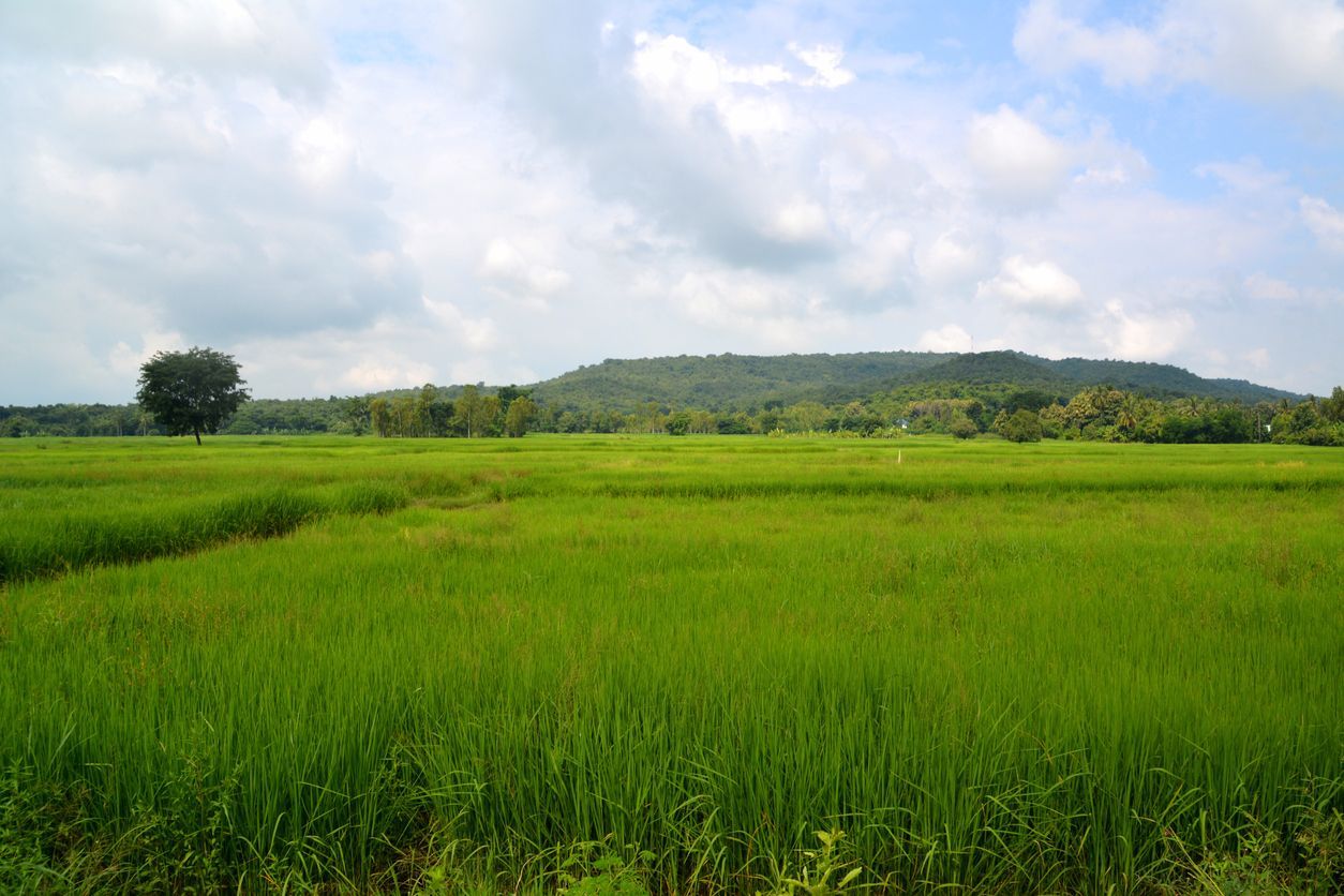 Green landscape of rice fields down Phanom Rung extinct volcano in Nang Rong district, Isan, Thailand