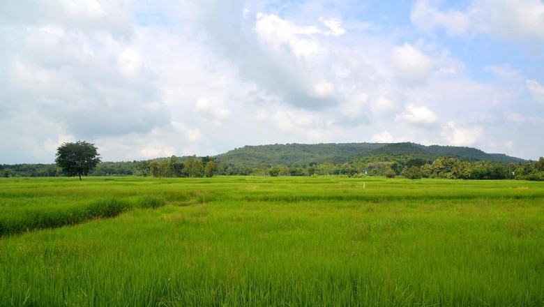 Green landscape of rice fields down Phanom Rung extinct volcano in Nang Rong district, Isan, Thailand