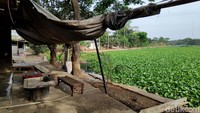 Dua perumahan di sekitar situ ini kerap banjir saat musim hujan tiba.