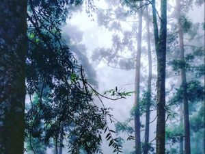 Hutan berkabut gunung salak