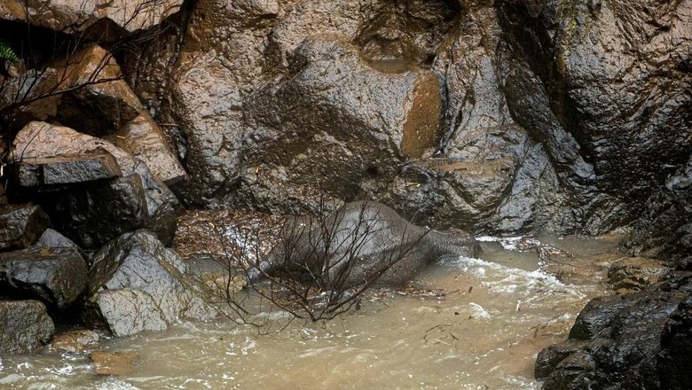 6 Gajah Mati Usai Jatuh Ke Air Terjun Di Taman Nasional