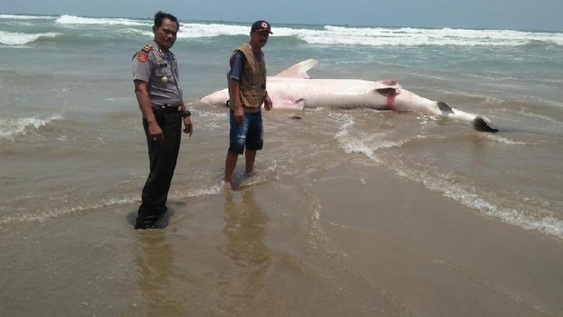 Hiu Bintang Ditemukan Mati Terdampar di Pesisir Wanasalam Banten