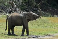 Unik, India Punya Kebun Teh Yang Ramah Gajah