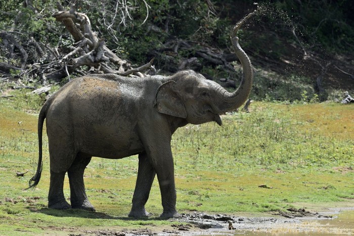 Ilustrasi Gajah Asia