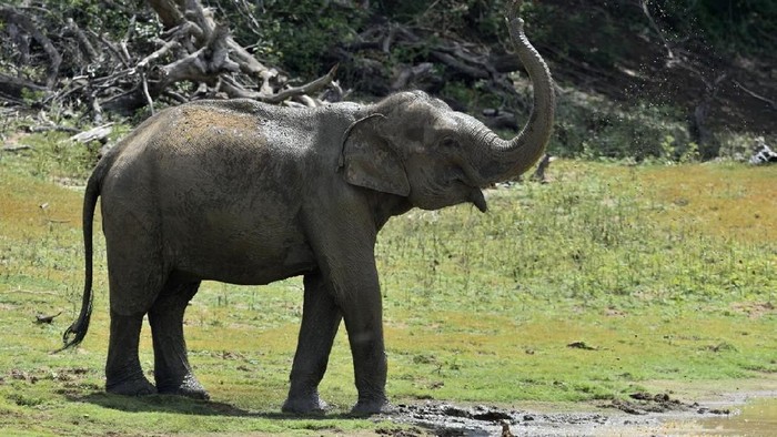 Ilustrasi Gajah Asia Ilustrasi Gajah Asia