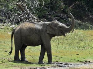 Taman Nasional Tutup Jalur Pendakian Buntut Turis Tewas Diserang Gajah Liar