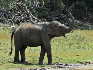 Terpisah dari Kawanan, 2 Gajah Liar Seruduk Rumah Warga di OKI