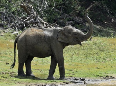 Ketika Gajah di Malaysia Ikut Mudik