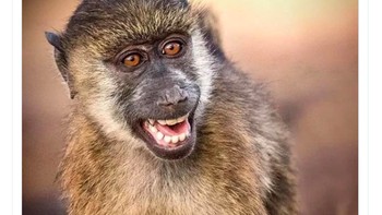 Hanya meraih 9 poin dalam 8 pertandingan, Ole ditertawakan. Foto: Twitter