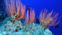 Pulau Layang-layang dikelilingi oleh perairan murni sedalam 2000 meter. Layang-layang sering digolongkan sebagai salah satu dari 10 situs penyelamatan terbaik di dunia karena jajaran biota lautnya yang luar biasa. (iStock)