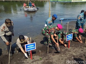 7 Ribu Bibit Mangrove Ditanam di Pantai Pulau Santen Peringati HUT TNI