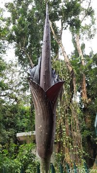 Bunga Bangkai Langka asal Padang Sedang Mekar di Kebun ...