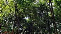 Jalur pendakiannya melewati hutan yang asri dan hijau. Sejuk sepanjang perjalanan, lelah jadi terbayarkan. (Foto: dok. TN Bunaken)