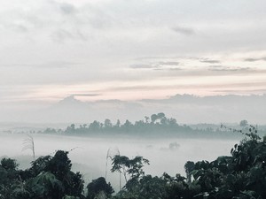 Kalimantan bossku