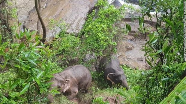 Dua gajah lainnya berhasil diselamatkan