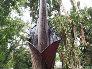 Bunga Bangkai Langka asal Padang Sedang Mekar di Kebun Raya Bogor