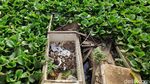 Tidak Terawat! Situ Pangarengan Tertutup Eceng Gondok