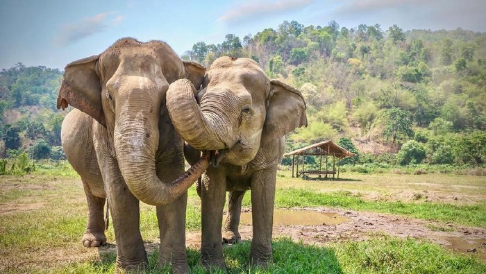 Ilustrasi Gajah Asia