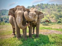 Unik Campur Gemas! Gajah Kembar Jantan-Betina Lahir di Thailand