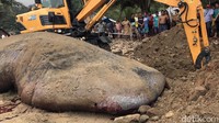 Hiu itu dikubur di pantai tersebut.