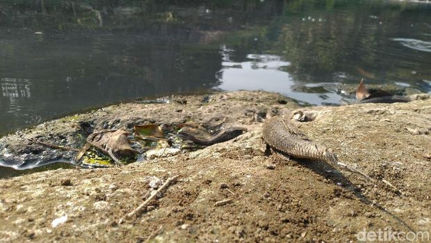 Bangkai ikan di tepi sungai