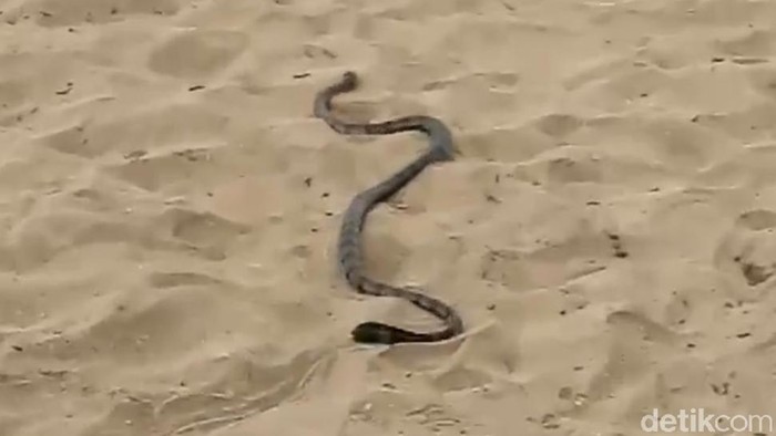Bikin Kaget! Seekor Ular Jalan-jalan di Pantai Kuta
