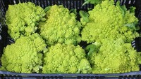 Romanesco adalah sejenis sayuran brokoli dan kembang kol. Romanesco memiliki bentuk menarik seperti spiral yang membentuk piramida dan berwarna hijau terang. Sayuran ini kaya akan antioksidan polifenol dan senyawa tumbuhan lain yang memiliki potensi mencegah kanker dan memberi efek meningkatkan imun pada tubuh. Foto: iStock