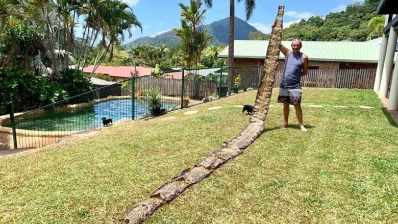 Warga Australia Temukan Kulit Ular Sanca Batik 7 Meter di Lingkungan Rumahnya Warga Australia Temukan Kulit Ular Sanca Batik 7 Meter di Lingkungan Rumahnya