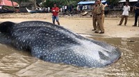 Bangkai hiu paus itu masih teronggok di pinggir pantai dan menjadi tontonan warga.