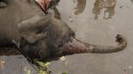 Petugas Lakukan Nekropsi Bangkai Gajah Liar di Riau