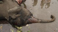 Sebagaimana diketahui, kondisi suaka marga satwa Balai Raja kondisinya sudah beralih fungsi menjadi perkebunan sawit dan permukiman penduduk. Pemerintah dianggap tak mampu menyelamatkan SM Balai Raja untuk habitat gajah. Gajah harus tersingkir dari rumahnya sendiri. Kawasan hutan di sana sudah jadi perkebunan sawit dan perladangan lainnya.