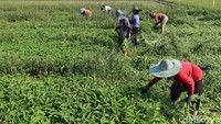 Harga jual kangkung ini banderol dengan harga Rp 500 dari petani ke pedagang. Saat ini mengalami penurunan permintaan karena stok pasar minim dan menumpuk.