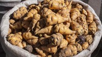 Mashua adalah spesies tanaman berbunga yang menghasilkan umbi dan rasanya pedas. Warna dari Mashua sangat beragam, ada kuning, merah, dan ungu. Mashua ini memberikan efek antibakteri, antiinflamasi, dan antioksidan. Foto: iStock