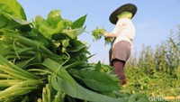 Rata-rata sekali panen dalam sebulan bisa mencapai 1.200 ikat kangkung (sekitar 3-4 kilogram per ikat) kini hanya 850 ikat.