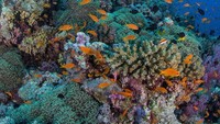 Percaya nggak, Arab Saudi punya dunia bawah laut seindah ini? (Instagram/Visit Saudi)