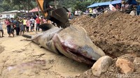 Warga nampak berkumpul di area tersebut untuk menyaksikan proses penguburan hiu paus itu.