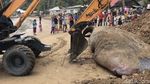 Potret Penguburan Hiu Paus yang Terdampar di Pesisir Selatan