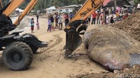 Bangkai hewan dengan nama latin Rhincodon Typus itu dievakuasi sekitar 50 meter dari bibir pantai, sebelum akhirnya dikuburkan, Selasa (8/10/2019) sore. Proses penguburan dilakukan dengan menggunakan satu unit alat berat.