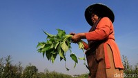 Petani tengah memanen kangkung di Desa Pesawahan, Kecamatan Dayeuhkolot, Kabupaten Bandung.