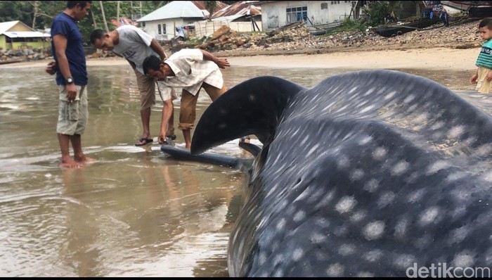 Potret Hiu Paus Tutul yang Terdampar di Perairan Pesisir Selatan